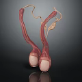 Anatomical 3D Rendering of Male Reproductive Organs Testes and Epididymis