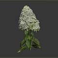 Beautiful White Hydrangea Plant with Lush Green Leaves Against Gray Background