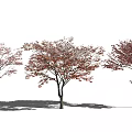 Three Arbor Trees With Red Leaves And Trunks On White Background 3d model