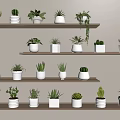 Bonsai and Potted Plants Arranged on Wooden Shelves With White Pots and Various Greenery