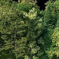 Diverse Circular Plant Combination with Lush Green Trees and Grass Surroundings
