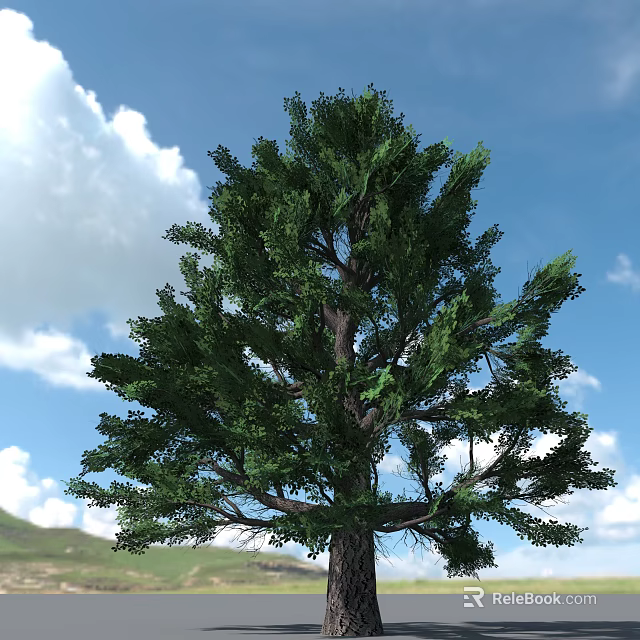 Tall Arbor Tree With Lush Green Foliage Against Blue Sky And White Clouds 3d model 