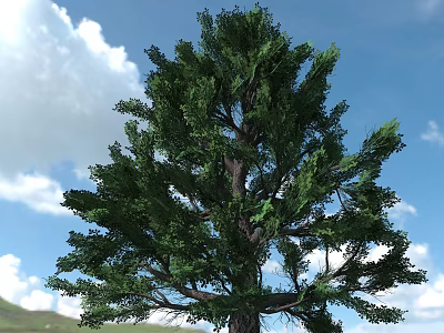 Tall Arbor Tree With Lush Green Foliage Against Blue Sky And White Clouds 3d model