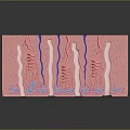 Human Scalp Skin Structure Anatomical Layers With Hair Follicles Blood Vessels And Sweat Glands