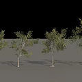 Different Arbor Trees with Green Foliage and Various Trunk Shapes in Display Arrangement