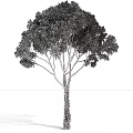 Lush Arbor Tree With Dense Green Foliage And Strong Natural Trunk Structure 3d model