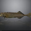 Brown Fish with Spikes and Fins on Black Background with Reflection