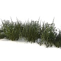 Aquatic Plant Combination Grass Wild Grass Aloe Wild Flower Miscanthus Natural Plant 3d model