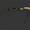 Yellow and Black Striped Spider With Long Legs And White Body On Gray Background