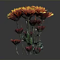 Bouquet of Orange and Red Chrysanthemums in Transparent Vase Against Dark Background