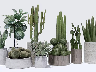 Potted Cactus And Succulent Plants With Various Shapes Sizes In Concrete Wooden Pots 3d model