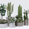 Potted Cactus And Succulent Plants With Various Shapes Sizes In Concrete Wooden Pots