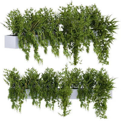 Indoor Hanging Potted Plants with Lush Green Cascading Foliage in White Planters 3d model