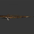 Brown Spotted Flounder with Flat Body Textured Skin and Fins on Dark Background