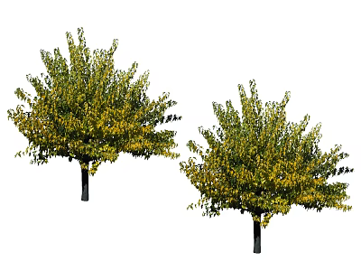 Two Arbor Trees With Green And Yellow Leaves And Black Trunks 3d model