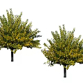 Two Arbor Trees With Green And Yellow Leaves And Black Trunks