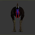 Cassowary With Brown Casque Blue Red Neck Black Body And Long Legs Standing