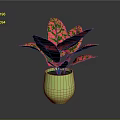 Vibrant Red And Green Leaf Plant In Green Pot With Glossy Surface