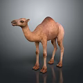 Light Brown Dromedary Camel with Smooth Fur Standing Sideways on Gray Background 3d model