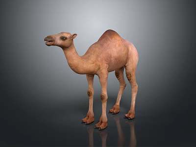 Light Brown Dromedary Camel with Smooth Fur Standing Sideways on Gray Background 3d model
