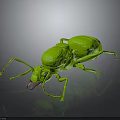 Green Shiny Ant 3D Model With Detailed Body And Legs On Gray Background