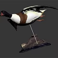 Wooden Display Furniture With Flying Duck Specimen On Decorative Base Stand