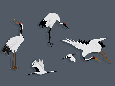 White and Black Cranes as Flying Birds in Various Poses Standing Flying and Pecking 3d model