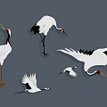 White and Black Cranes as Flying Birds in Various Poses Standing Flying and Pecking