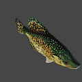Fresh Spotted Fish With Green Yellow Scales And Black Spots As Delicious Seafood