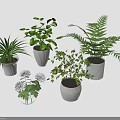 Indoor Potted Plants With Various Green Plants Ferns Lush Leaves And Textured White Pots