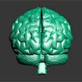 Advanced Medical Device 3D Brain Anatomical Model for Neuroscience Research and Training