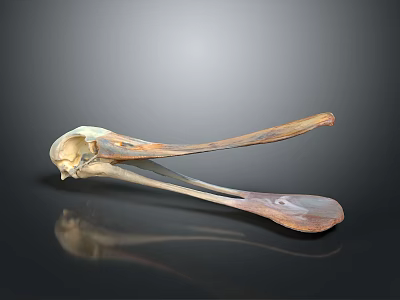 Animal Skeleton Exhibit Featuring Bird Skull With Long Beak And Anatomical Details 3d model