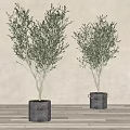Minimalist Bonsai Potted Olive Trees in Black Bucket Planters for Modern Home Decor