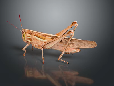 Realistic Brown Grasshopper Model On Black Glossy Display Base For Living Room 3d model