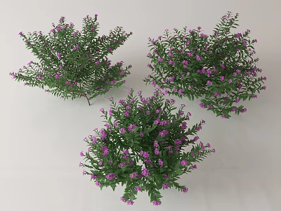 Three Clusters of Lush Green Shrubs With Purple Small Flowers in Bloom 3d model