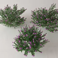 Three Clusters of Lush Green Shrubs With Purple Small Flowers in Bloom