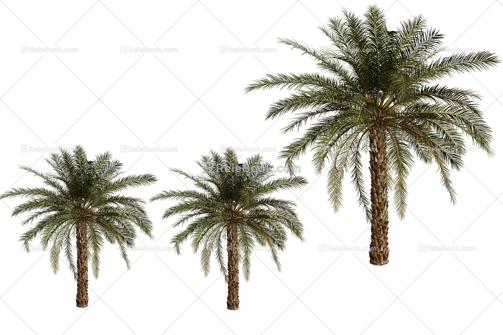 Palm Trees Tropical Trees Southern Trees Landscape Trees Beach Trees 3d model