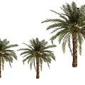 Palm Trees Tropical Trees Southern Trees Landscape Trees Beach Trees 3d model