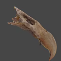 Ancient Flying Animal Skull Fossil With Preserved Skeletal Structure And Details
