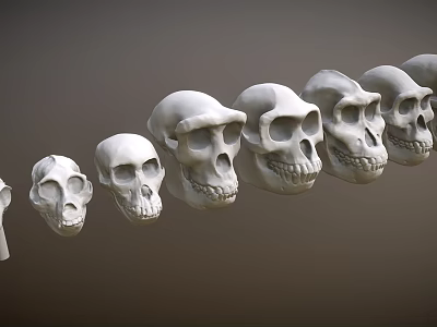3D Rendered Multiple Human Skulls Arranged in a Line Against Gray Background 3d model