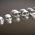 3D Rendered Multiple Human Skulls Arranged in a Line Against Gray Background