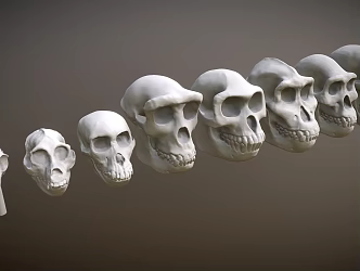 Ancient Human Skull Head Skull Ape Ancient Man 3d model
