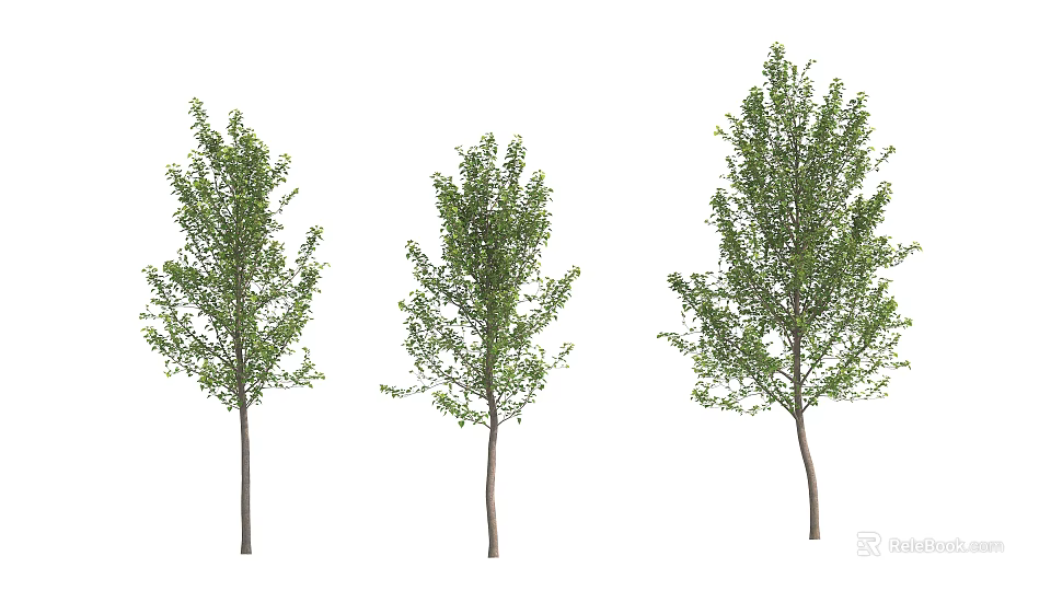 Three Green Leafy Arbor Trees with Different Sizes Isolated on White Background 3d model