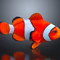 Bright Orange And White Striped Clownfish Marine Aquatic Animal Isolated On Dark Background