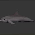 Spotting Dolphin Cartoon Dolphin Animation Dolphin Animation Dolphin Animation Character Game Character 3d model