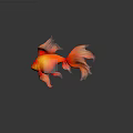 Vibrant Orange Red Goldfish With Flowy Tail Fins Swimming On Shiny Black Surface 3d model