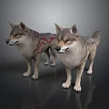Two Gray Wolves With Red Markings Standing On Reflective Gray Surface