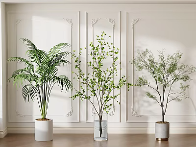 Three Different Bonsai Potted Plants Indoor With White Wall Wooden Floor Various Planters 3d model