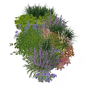 Vibrant Garden Plant Combination With Colorful Flowering Plants Grasses And Shrubs