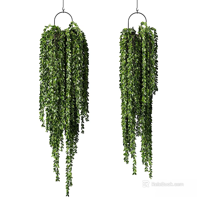 Hanging Basket Plants With Lush Green Trailing Leaves For Home Decor 3d model 
